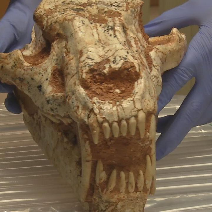 CUSTOMS SEIZURE: Saber Tooth Tiger Skull